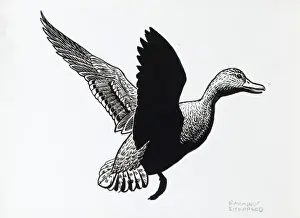 Duck in flight