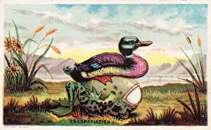 Duck, frog and egg on a comic card