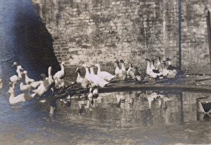 Images Dated 10th February 2017: Duck pond with ducks, Madresfield, Worcestershire