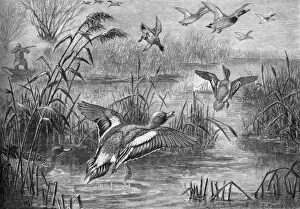 Ducks Prints: Duck Shooting on the Norfolk Broads