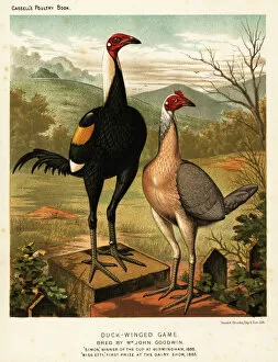 Duck-winged game birds: Simon and Miss Etty