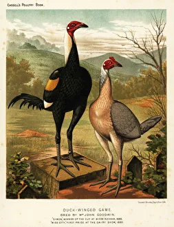 Images Dated 16th August 2019: Duck-winged game birds: Simon and Miss Etty