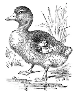 Duckling Prints: Duckling