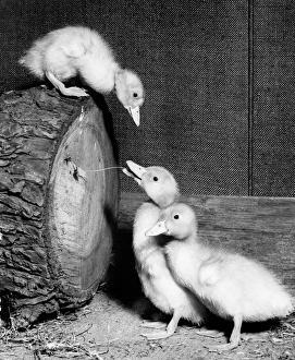 Images Dated 12th January 2017: Three ducklings