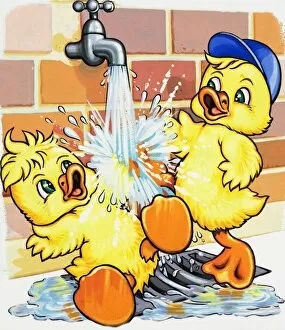 Images Dated 16th August 2006: Ducklings discover how to use a tap