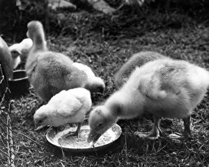 Ducklings eating from a bowl