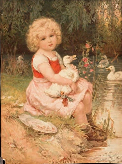 1847 Collection: Ducklings by Fred Morgan