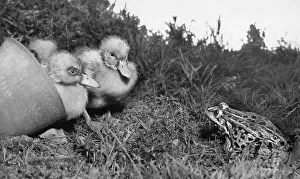 Frogs Collection: Ducklings and a frog