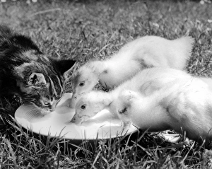 Images Dated 23rd March 2016: Ducklings and kitten
