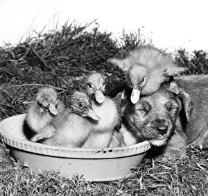 Images Dated 23rd March 2016: Ducklings and Pup
