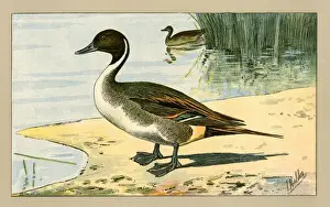 Mahler Prints: Two ducks