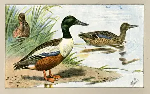 Three ducks