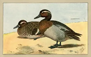 Two ducks