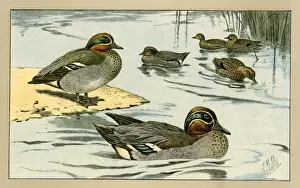 Duckling Prints: Ducks and ducklings