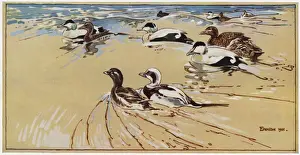 Northumbria Prints: Ducks in Lindisfarne