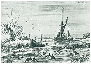 Macdonald Collection: Ducks By The Sea