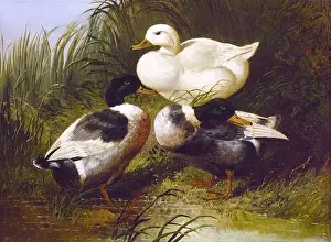 Latest Fine Art Prints: Ducks by a Stream, by John Frederick Herring Jr