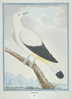 Loten Prints: Ducula bicolor, pied imperial pigeon