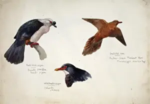 Barnard Prints: Ducula pacifica, Macropygia mackinlayi, Columba vitiensis