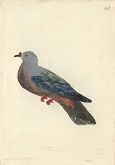 1754 1794 Prints: Ducula pacifica, Pacific imperial pigeon