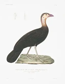 Ducula zoeae, banded imperial pigeon