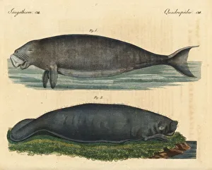 Amazonian Gallery: Dugong and Amazonian manatee