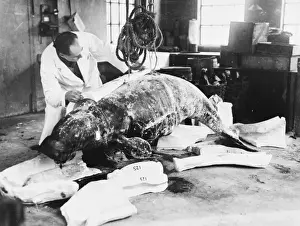 Preservation Prints: Dugong casting, c. 1924, the Natural History Museum, London