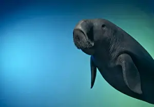 Submerged Prints: Dugong dugon, dugong