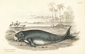 Carnivora Collection: Dugong, Dugong dugon