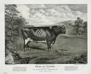 Duke of Airdrie