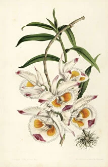 Stroobant Collection: Duke of Devonshires dendrobium, Dendrobium devonianum