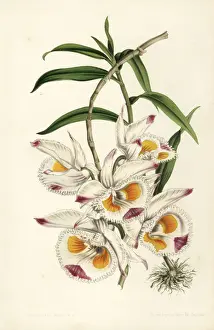 Dendrobium Prints: Duke of Devonshires dendrobium, Dendrobium devonianum