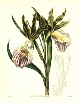 Nevitt Collection: Duke of Devonshires galeandra orchid, Galeandra devoniana