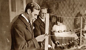 Apsley Collection: Duke of York - inspecting Armistice Day Poppies
