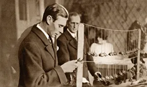 Apsley Collection: Duke of York - inspecting Armistice Day Poppies