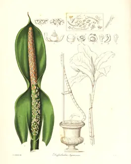Botanist Prints: Dumb cane, Dieffenbachia seguine