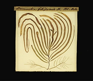 Algal Gallery: Dumontia contorta, seaweed