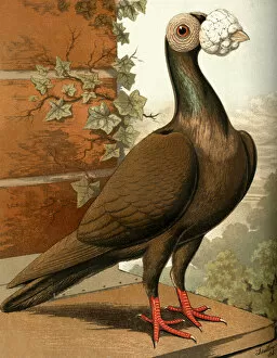 Dun Carrier Cock Pigeon