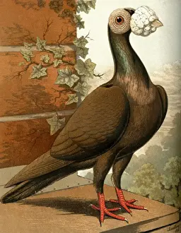 Messenger Prints: Dun Carrier Cock Pigeon