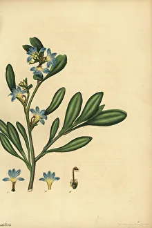Dune fan-flower, Scaevola calendulacea