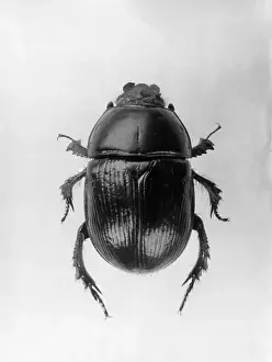Dung Beetle