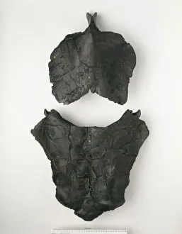 Dunkleosteus terrelli, fish