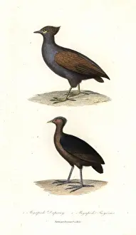 Primevere Prints: Duperreys scrub fowl and dusky scrub fowl
