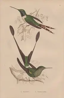 Hummingbirds Prints: Duponts hummingbird, Tilmatura dupontii