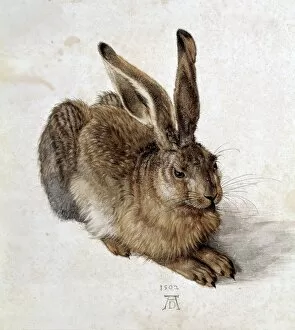 Rabbits Collection: DURER, Albrecht (1471-1528). Hare. 1502. Renaissance