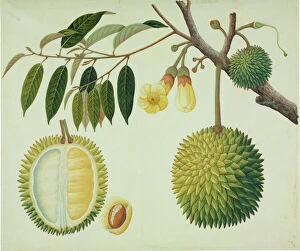 John Reeves Collection: Durio zibethinus, durian fruit