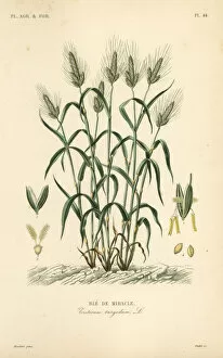 Oudet Gallery: Durum wheat, Triticum turgidum