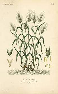 Steel Gallery: Durum wheat, Triticum turgidum