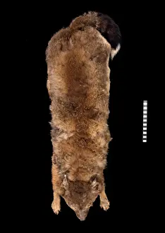 Dusicyon antarcticus, Falkland fox