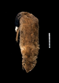Antarctic Wolf Gallery: Dusicyon antarcticus, Falkland fox